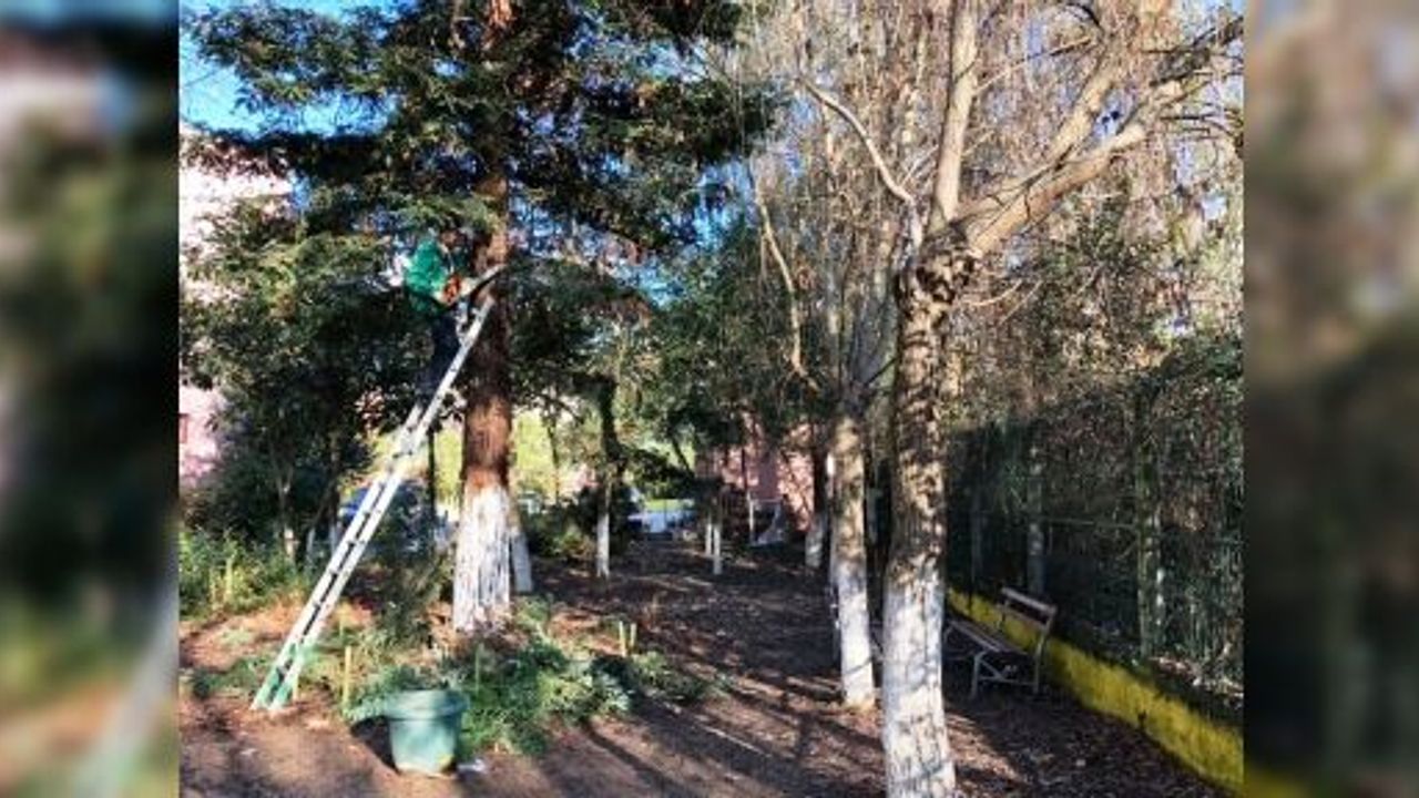 İZMİT’TE BUDAMA ÇALIŞMALARI DEVAM EDİYOR