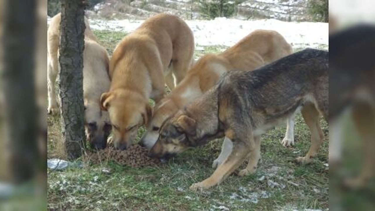 KAR YAĞSA DA SOKAK HAYVANLARI AÇ KALMIYOR