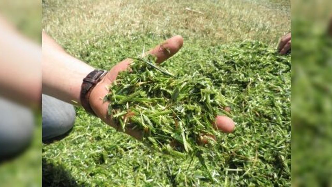 ÇİFTÇİYE YÜZDE 50 HİBE TOHUM DESTEĞİ