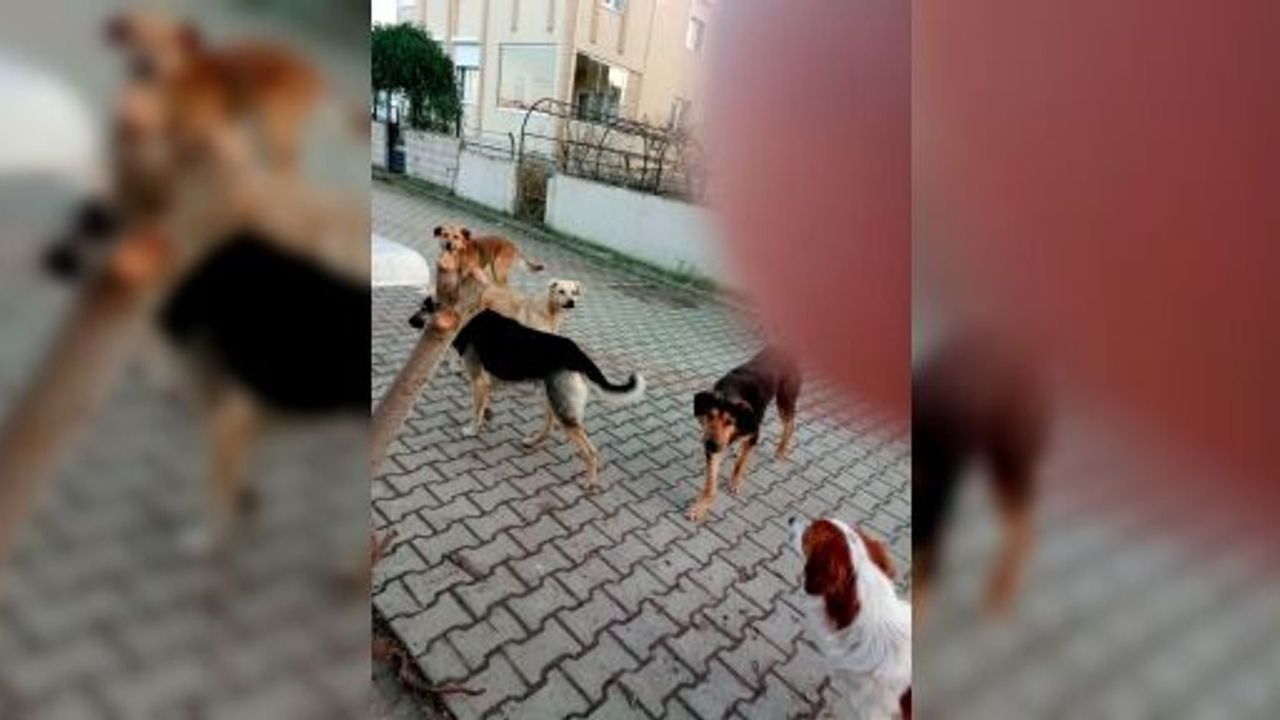 KEFKEN VE KERPE'DE KÖPEKLERDEN RAHATSIZLIK VAR
