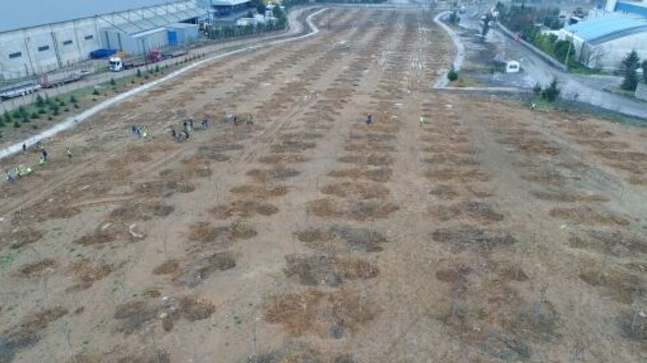 TAVŞANLI DOLGU ALANINA 6 BİN 150 FİDAN DİKİLİYOR