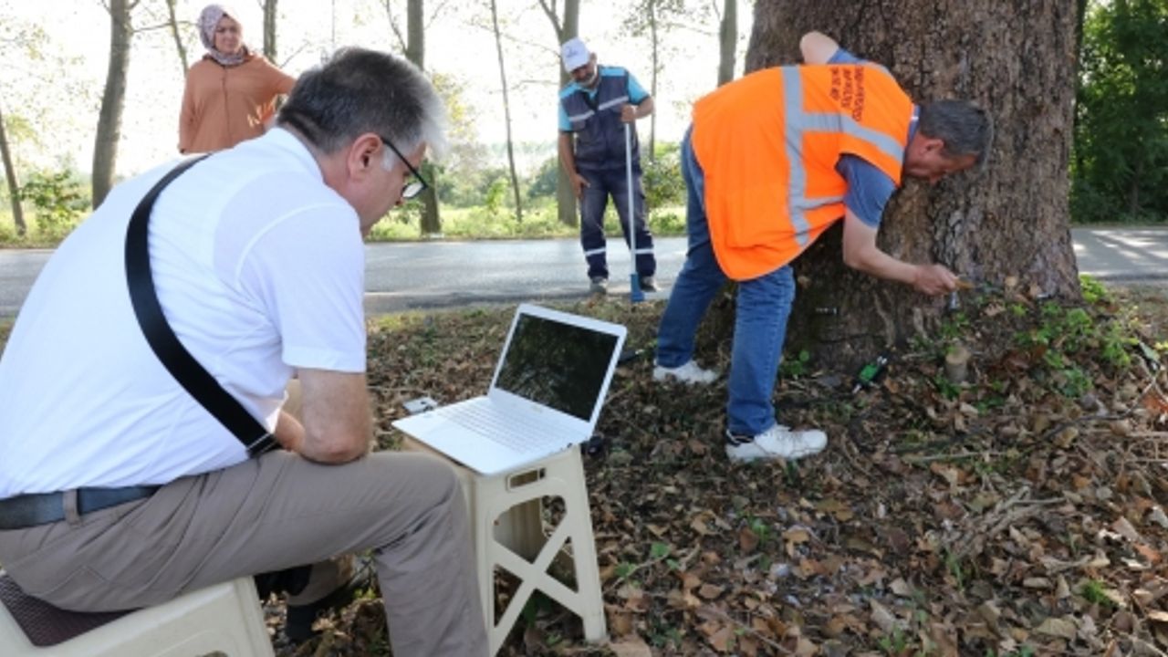 Anıt Ağaçlara Tedavi İçin Rapor Hazırlanıyor