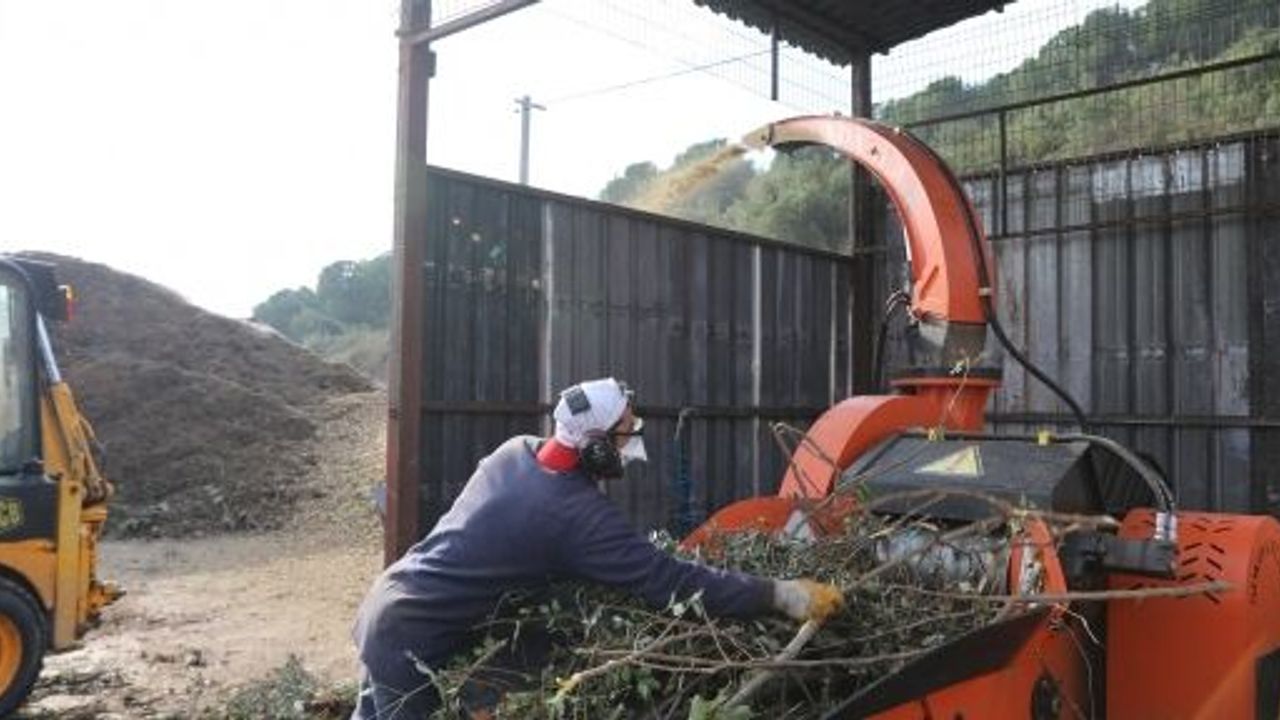 Budanan Dallar Tekrar Doğaya Kazandırılıyor