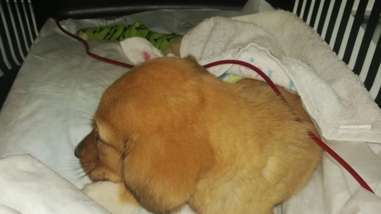 Körfez’de Köpeğe Kan Nakli Yapıldı