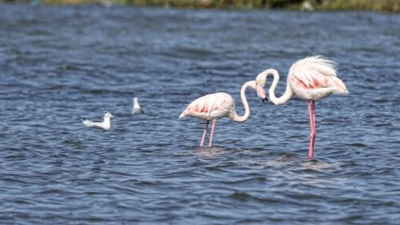Göçmen Kuşların Tercihi İzmit Körfezi