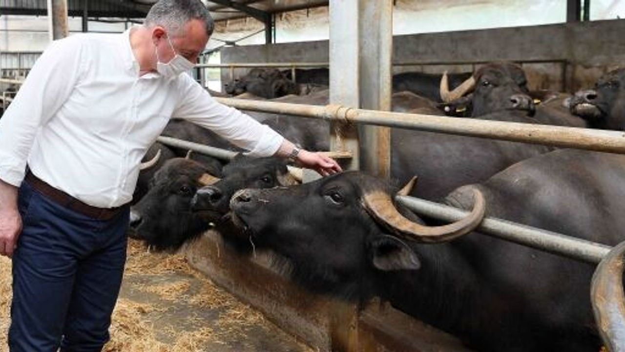 Başkan Büyükakın, “Büyükbaş Hayvan Sayısı 63 Binden 135 Bine Yükseldi”