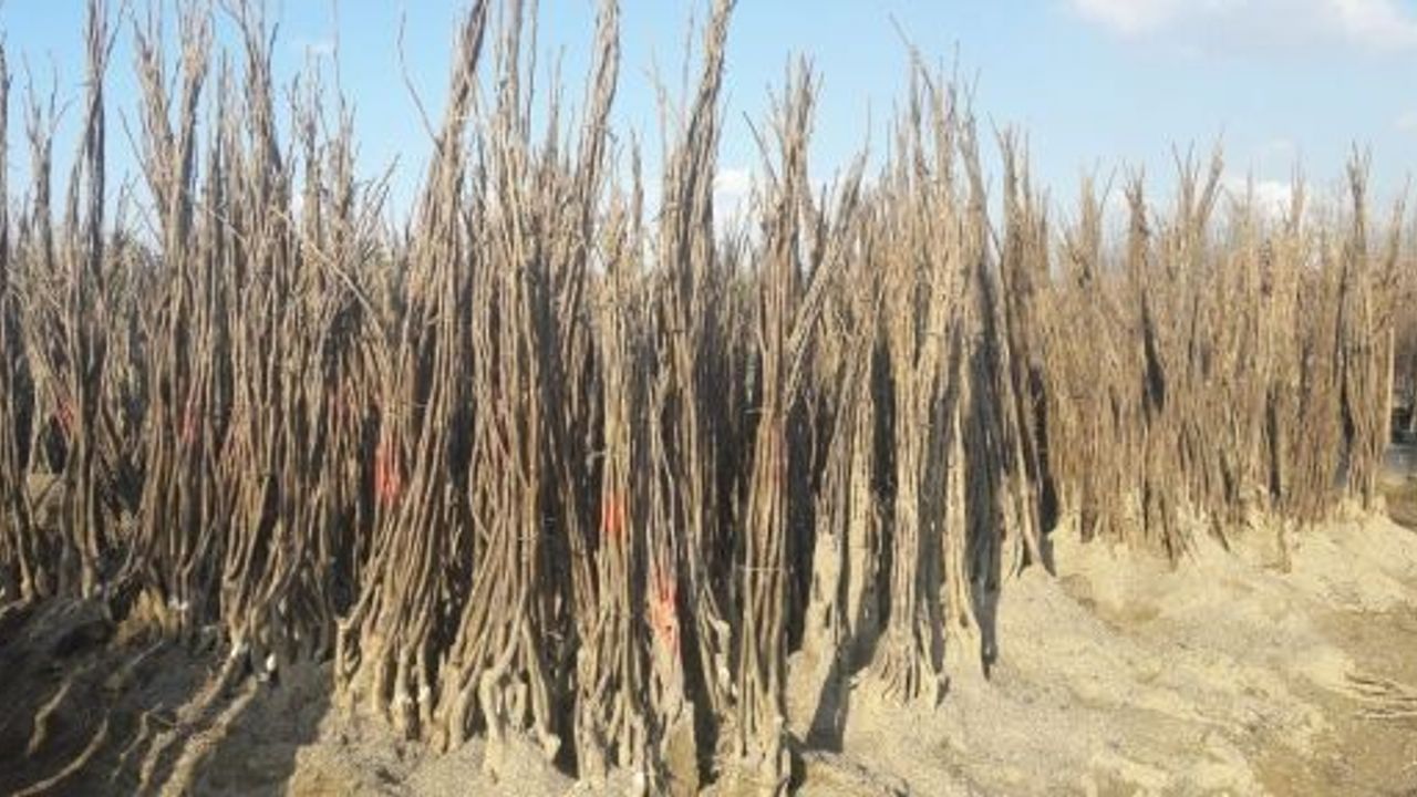 Yüzde 50 Hibeli Fidan Desteği Başvuruları Başladı