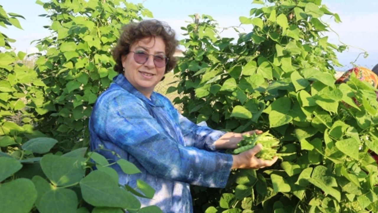 Ata Tohumundan Üretilen Sebzelerin Hasadı Yapıldı