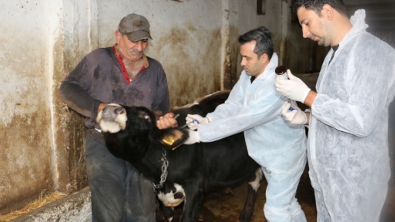 Körfez Belediyesi'nden, Hayvan Besicilerine Önemli Destek