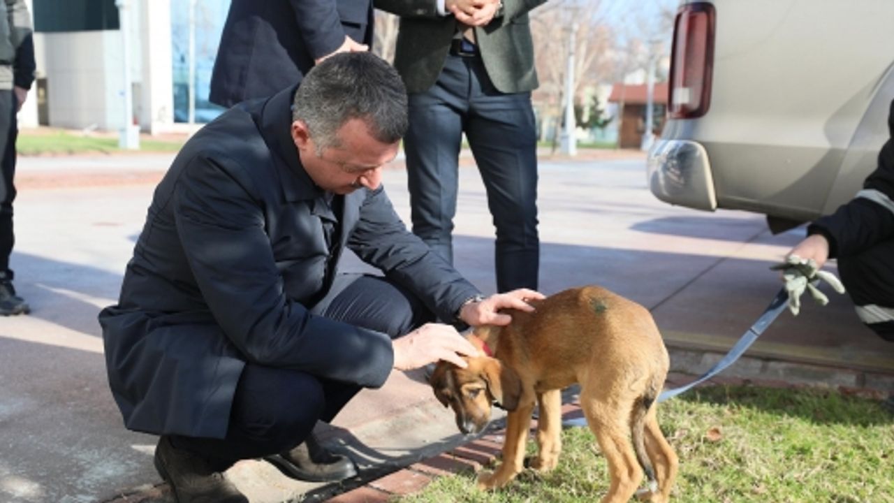 Başkan Büyükakın: ’’Hayvanları Sadece Yasalarla Değil Vicdanlarımızla Koruyabiliriz’’