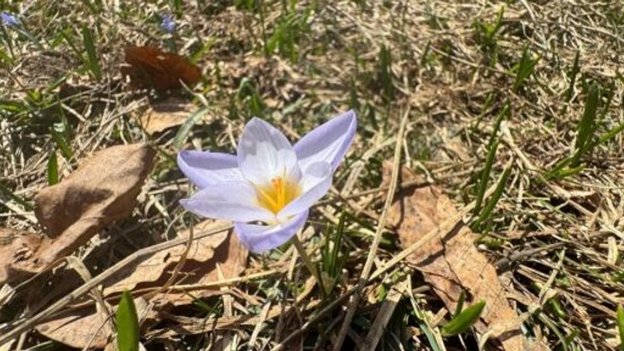 DÜNYADA SADECE KOCAELİ'DE VAR: "KESİNLİKLE YENİLMEMELİ, KOPARTILMAMALIDIR"
