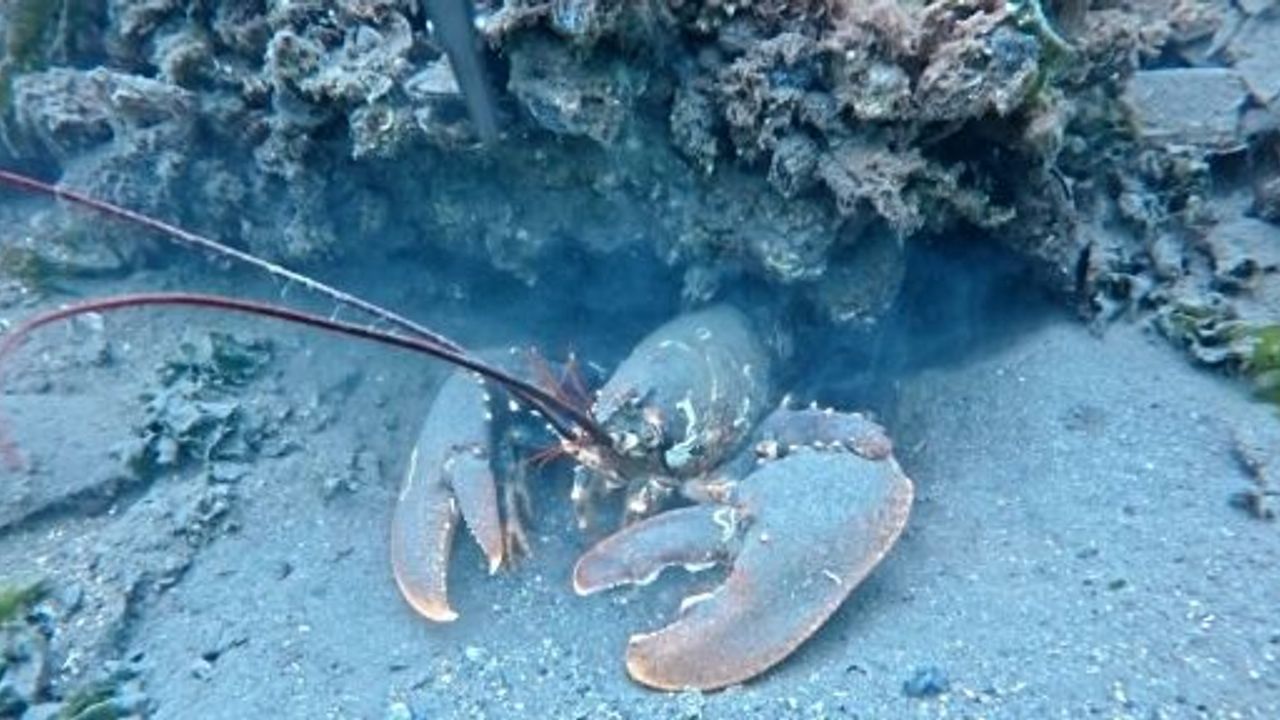 İZMİT KÖRFEZİ'NDE DEV ISTAKOZ GÖRÜNTÜLENDİ