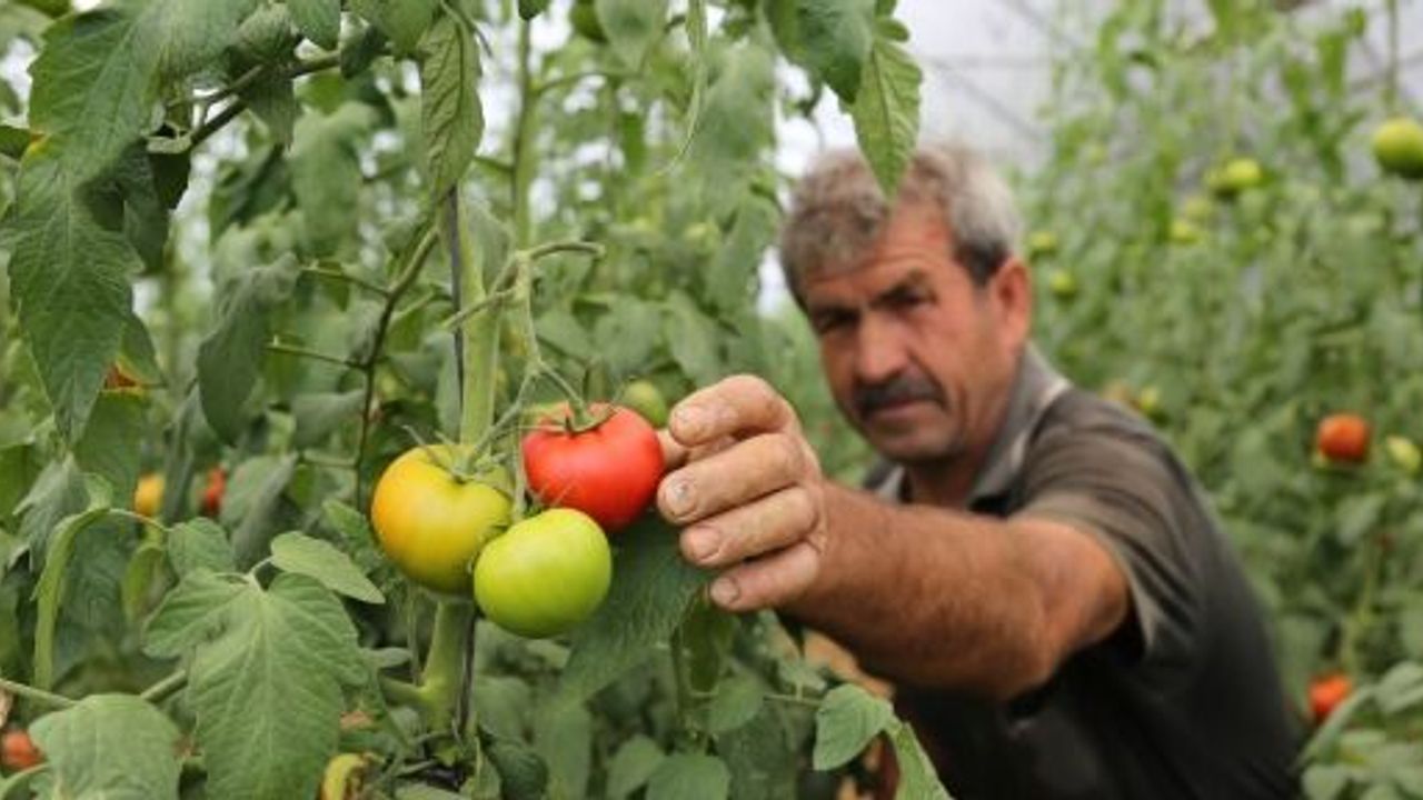 Büyükşehir’den Yüzde 50 Hibeli Sera Desteği