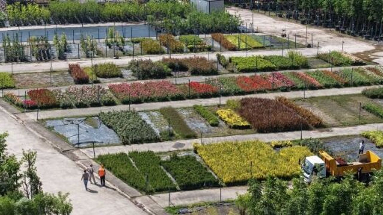 Bu Fidanlık Kocaeli'yi Yeşillendiriyor