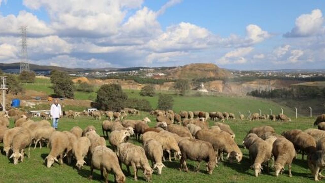 Damızlık Koç Desteği Kuzulama Oranlarında Artış Sağladı