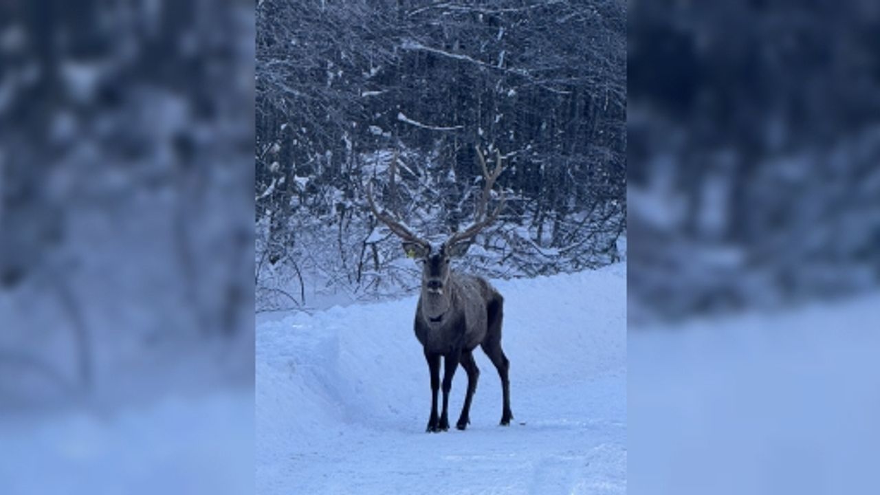 Karla kaplı Kuzuyayla’da Kızıl Geyik Görüntülendi