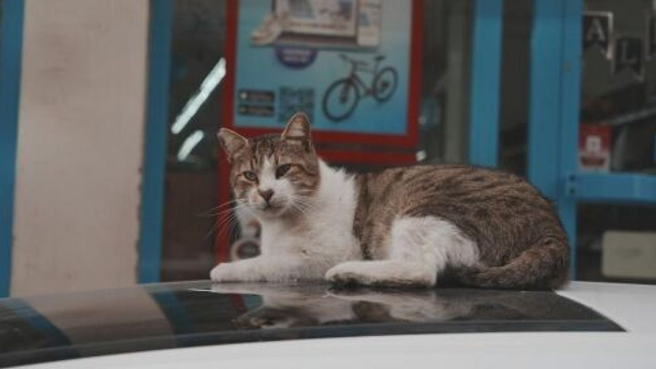 Sokaklardan "Vardiya" Usulü Market Önüne