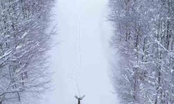 Karların arasında süzülen kızıl geyik havadan görüntülendi