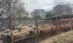 Ahırda çıkan yangında çok sayıda hayvan telef oldu