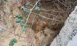 Fidan dikimi sırasında insan kafatası ve kemik parçaları bulundu