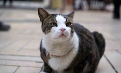 Çarşının 10 kiloluk Prens'i