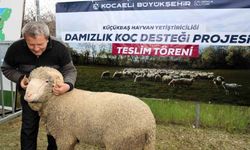 Kocaeli'de hayvancılığa 'damızlık' dopingi