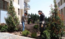 Cedit, Çevre Düzenlemesi İle Son Şeklini Alıyor