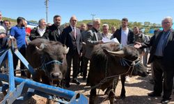 Kocaeli’de Hayvancılık, Büyükşehir’le Daha Kolay