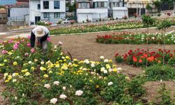 Başiskele'de 15 bin gülün açtığı bahçede görsel şölen