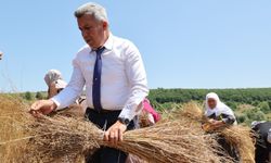 40 Yıl Aradan Sonra Kandıra’da Keten Üretimi Yeniden Başladı