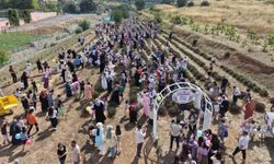 Lavanta kokuları eşliğinde hasat yaptılar