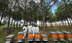 Bilinçli Üretim, Kocaeli’nin Balını Türkiye’ye Taşıyor