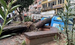 İzmit'te Parkta Ağaç Devrildi