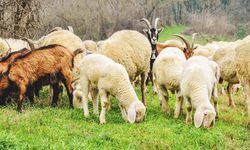"Hayvan Besleme" Kavgası: 1 Yaralı, 3 Tutuklama