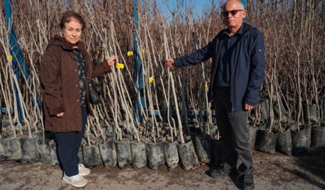 Büyükşehir, 3.600 Trabzon Hurması Fidanı Dağıtıyor