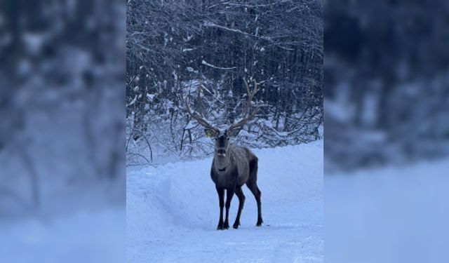 Karla kaplı Kuzuyayla’da Kızıl Geyik Görüntülendi