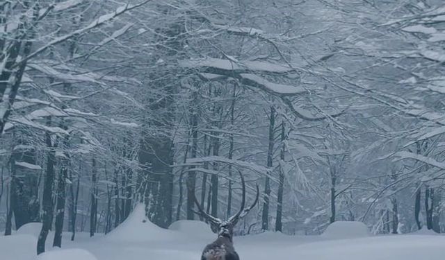 Karla kaplı Kartepe'de kızıl geyik güzelliği