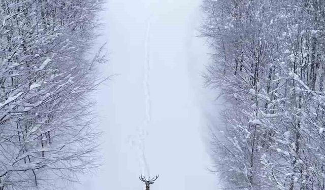 Karların arasında süzülen kızıl geyik havadan görüntülendi