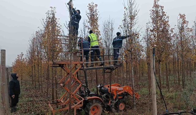 On Binlerce Bitki Büyükşehir Fidanlığında Yetişiyor