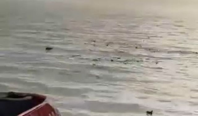 Denizi şehir çöplüğüne çevirdiler