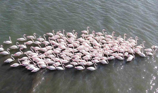 İzmit Körfezi'nde çamur gitti, allı turnaların sayısı ikiye katlandı