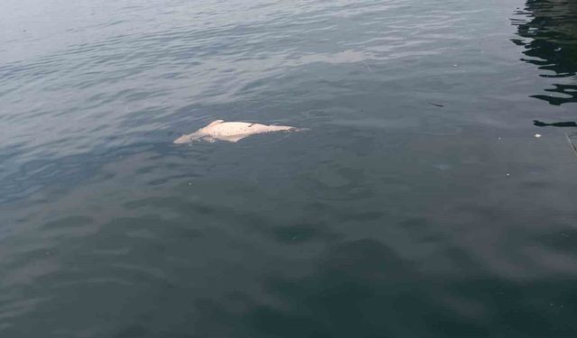 Kocaeli'de kıyıya sürüklenen ölü yunus görüntülendi