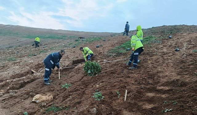 Gebze’de 4 Bin 500 Sedir Ağacı Toprakla Buluştu