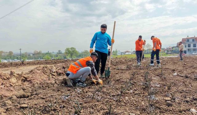 Başiskele'de 15 bin gül fidanı toprakla buluşuyor