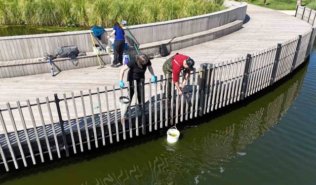 İzmit Millet Bahçesi’nde Su Göletine Bilimsel Çalışma
