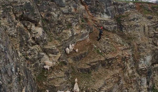Kayalıklardaki sürüye cansiparane kurtarma