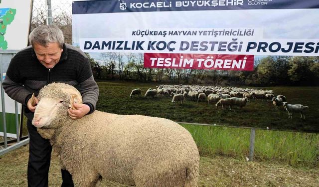 Kocaeli'de hayvancılığa 'damızlık' dopingi