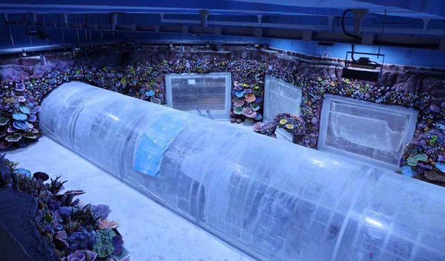 Kocaeli'de su altında dünya turu başlıyor: 30 farklı akvaryumla eşsiz gezi