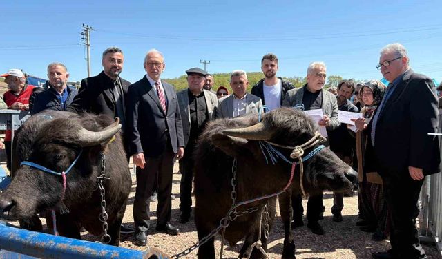 Kocaeli'deki manda yetiştiricilerine 3,4 milyon liralık destek