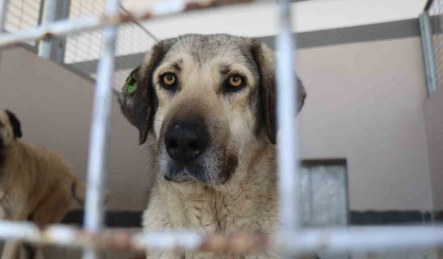 Şikayetler 100'den 20'ye indi: Başiskele'de sokak hayvanı şikayetleri büyük oranda düştü